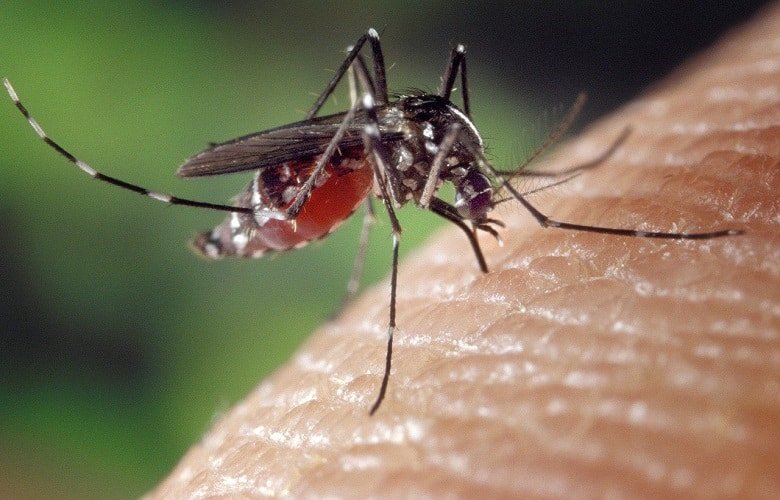 How To Eliminate Mosquitoes Indoors; A Complete Guide For A Mosquito-Free Home.
